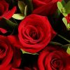 女神之选 · 9枝红玫瑰花束 9 Red Roses Bouquet - Radiant Elegance | Romantic Floral Gift - 3