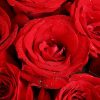 11枝红玫瑰 · 经典红玫瑰手捧花 11 Red Roses Bouquet - Classic Love & Elegant Floral Arrangement - 4