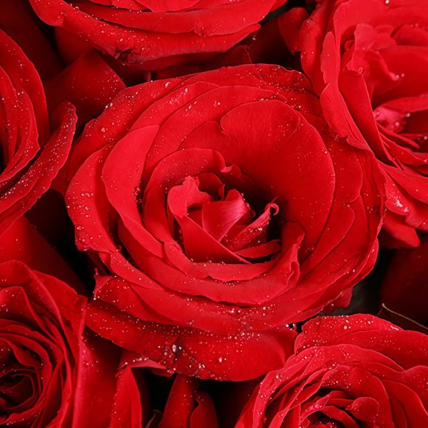 11枝红玫瑰 · 经典红玫瑰手捧花 11 Red Roses Bouquet - Classic Love & Elegant Floral Arrangement - 4