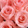 纯美时光 · 粉玫瑰与满天星点缀 11 Pink Roses Bouquet - Radiant Beauty with Stargazer Lilies - 4