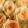 浪漫的味道 · 香槟玫瑰33枝花束 33 Champagne Roses Bouquet - Elegant Romantic Floral Gift - 4