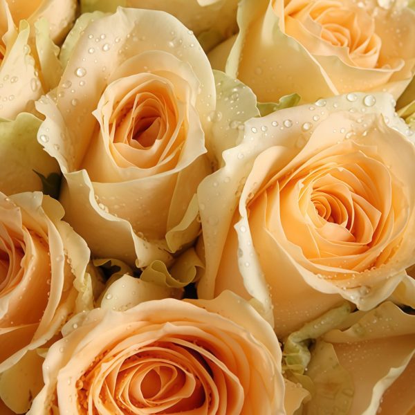 浪漫的味道 · 香槟玫瑰33枝花束 33 Champagne Roses Bouquet - Elegant Romantic Floral Gift - 4