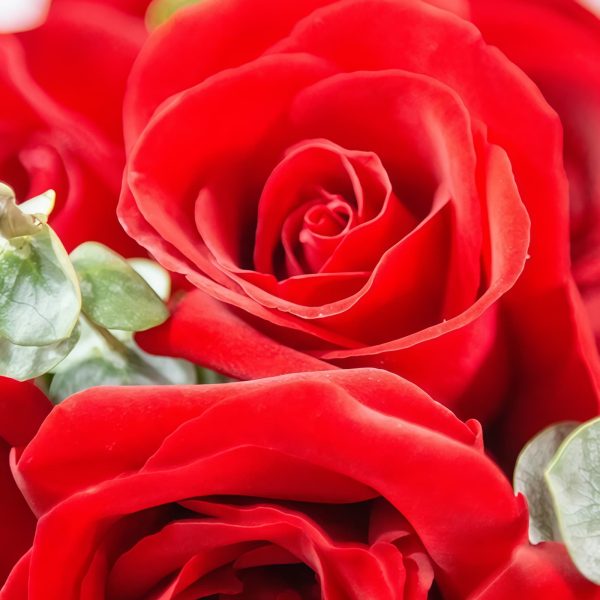 19 Red Roses Bouquet - Sweet Token | Romantic Floral Gift - 5