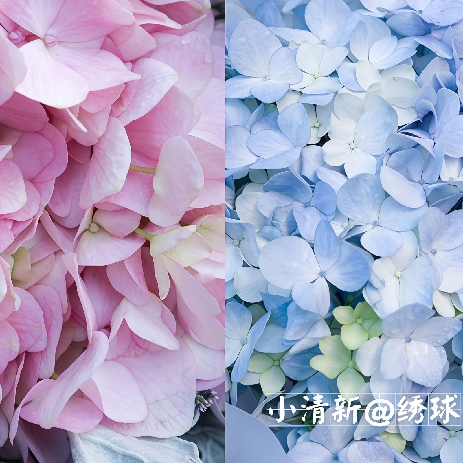 美满团聚 · 粉绣球花束 2 Pink Hydrangeas Bouquet - Sweet Reunion | Romantic Floral Gift - 4